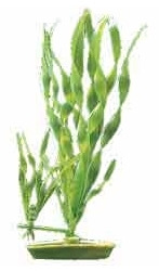 Marina Aquascaper Corkscrew Vallisneria Aquarium Plant Medium