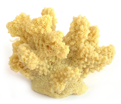 Coral Impressions Branch Coral Indo Pacific Natural