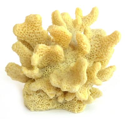 Coral Impressions Cauliflower Coral Australia Natural