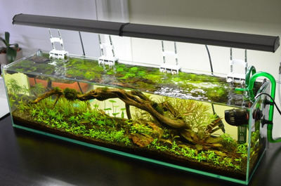 Mr Aqua Book Shelf Frameless Glass Aquarium 45 Litres 3ft