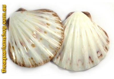 Polished Sea Shell Lions Paw Half White