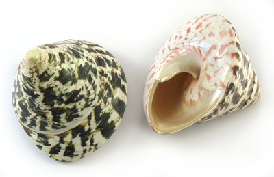 Polished Sea Shell Trochus Green