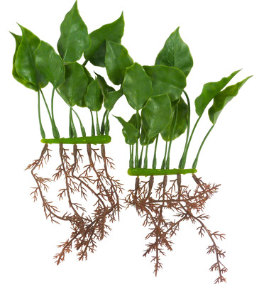 Marina Rootscaper Aquarium Plant Anubias Nana 6 inch