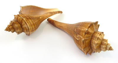 Sea Shell Fusus Brown Medium