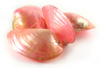 Sea Shell Cabibe Pink Pair Large