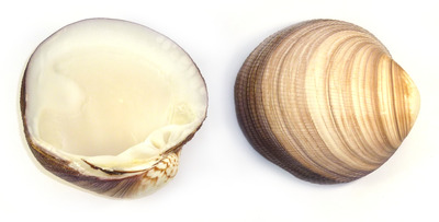 Sea Shell Cockle Maxima Medium - Pair