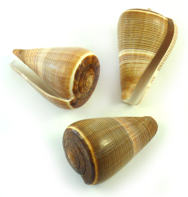Sea Shell Cones Figulinus Small