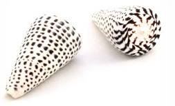 Sea Shell Cones Leopard Medium