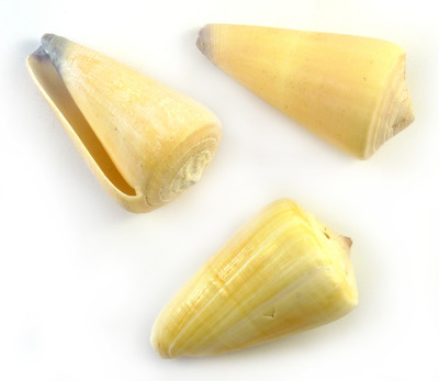 Sea Shell Cones Natural Small