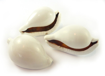 Sea Shell Cowries Ovum Egg