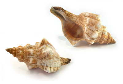 Sea Shell Fasc Trap Small