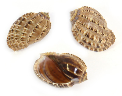 Sea Shell Harpa Medium