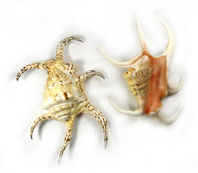 Sea Shell Lambis Chiragra Large