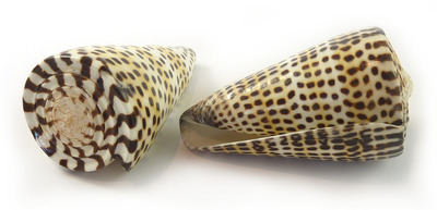 Sea Shell Cones Litteratus Medium