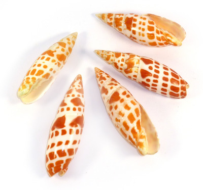 Sea Shell Mitra Medium