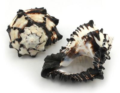 Polished Sea Shell Murex Black Nigritus Large