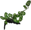 Aqua Dekore Exotic Plant Replica Snow Queen