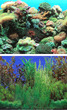 Aquarium Background Double Sided 11 inch - Marine & Plants-Blue