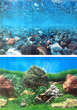 Aquarium Background Double Sided 60cm high - Egg Stone/Glassland