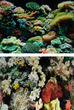 Aquarium Background Double Sided 60cm - Coral and Marine