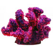Coral Impressions Branch Coral Mini Purple