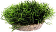 Sydeco Aquarium Plant Green Moss Maxi 