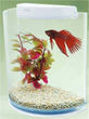 Half Moon Betta Aquarium Kit White
