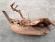 Malaysian Mangrove Root Aquarium Driftwood Extra Large