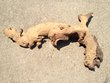 Mopani Aquarium Root Wood XLarge (7)