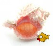 Polished Sea Shell Murex Pink Deluxe Large