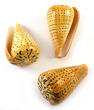 Sea Shell Cones Betulinus Large