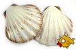 Sea Shells, Starfish & Barnacles