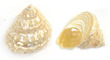 Polished Sea Shell Trochus Astrea Pearl Large