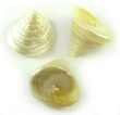 Polished Sea Shell Trochus Pearl Xlarge