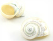 Polished Sea Shell Turbo Burgess Pearl Large