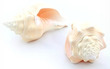 Rare Sea Shell Bahama Angulata Medium