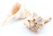 Rare Sea Shell Busycon Large