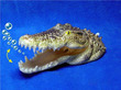 Action Aquarium Bubblers Alligator Head