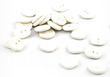 Sea Shell Sand Dollar Mexico