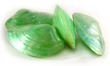 Sea Shell Cabibe Green Pair Medium