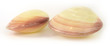 Sea Shell Codakia Pink Small