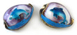 Sea Shell Cowries Embossed Dolphin Medium