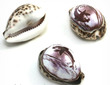 Sea Shell Cowries Carved Dolphin Medium