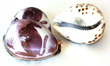 Sea Shell Cowries Carved Kangaroo Medium