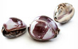 Sea Shell Cowries Carved Koala Medium
