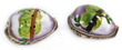 Sea Shell Cowries Embossed Koala Medium