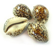 Sea Shell Cowries Tiger Medium