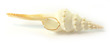 Sea Shell Fusus Colus Small