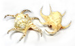 Sea Shell Lambis Chiragra Large