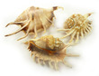 Sea Shell Lambis Mellepeda Large